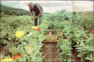 Jean Hotaling picks some of her zinnias