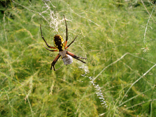 Garden spider