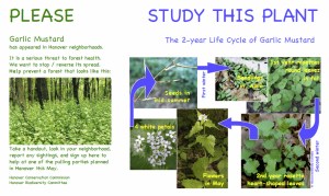 Garlic Mustard images