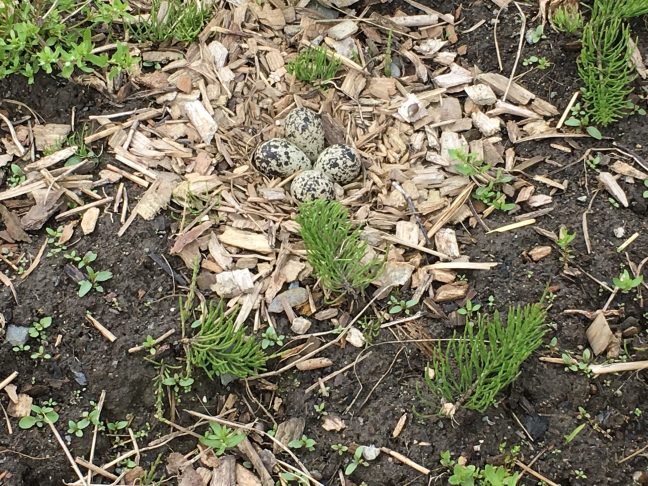 Killdeer eggs in nest on ground