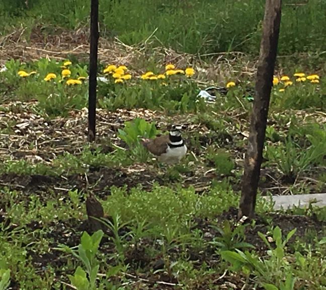 Killdeer bird in the garden